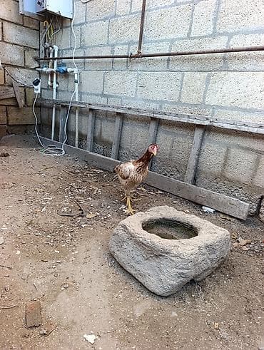 serebris cücə: Toyuq cücələri, Damazlıq — 2