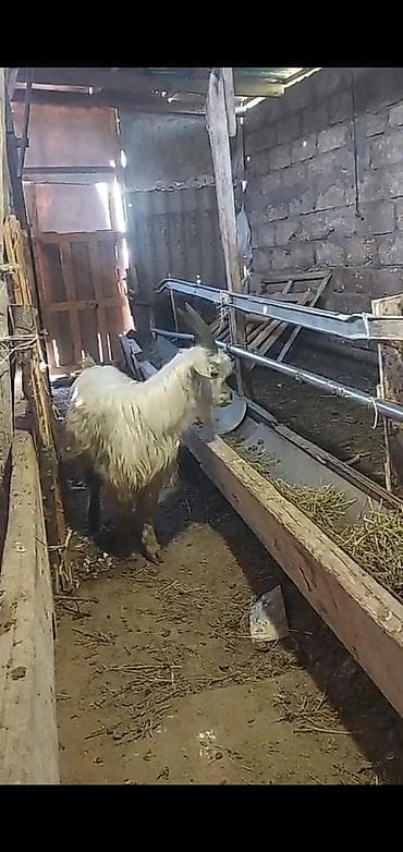 heyvan bazari keci: Erkək, Zanen, il: 10, Damazlıq, Ətlik, Ünvandan götürmə — 2