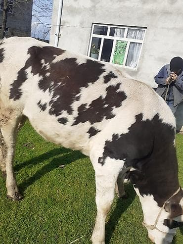 simental erkek dana: Qaramal – erkək dana (qara-ağ alaca) simental 1 il 8 ayliq hundur — 1