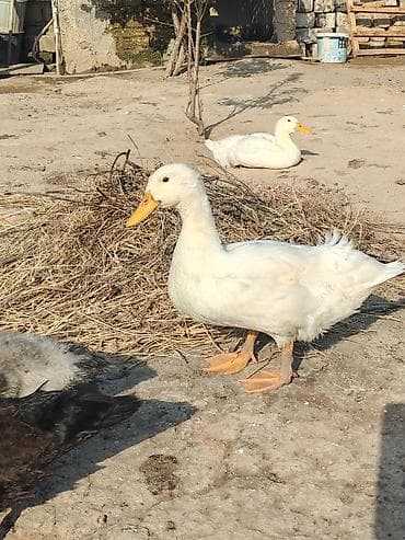 Heyvanlar: Salam az sayda qalib krasnadar zumrud ve Lavanda qiymetler boyuk ve — 10