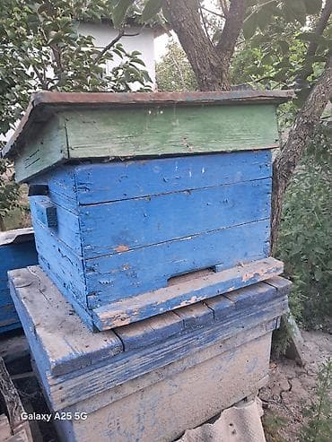 heyvan şəkilləri: QİYMƏT: Razılaşma yolu ilə Arıçılıq üçün taxta təhnələr və — 5