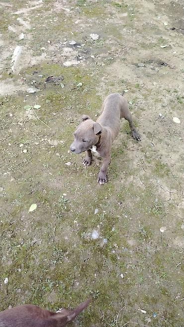 gence itler: Pitbul, Peyvəndli — 3