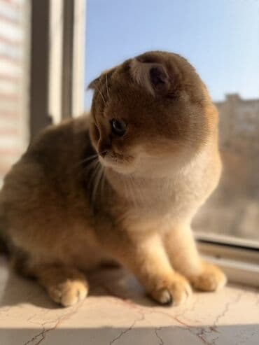 Gəmiricilər: Britan Şotland Fold pişiyi – qızılı (golden shaded) rəng - Cins — 5