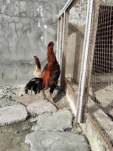 Məhsul: Döyüş tipli fəsəlli horoz (uzunboy, incə bədənli), yanında bir