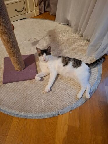 pişik sumkası: Yaxşı əllərə — 2