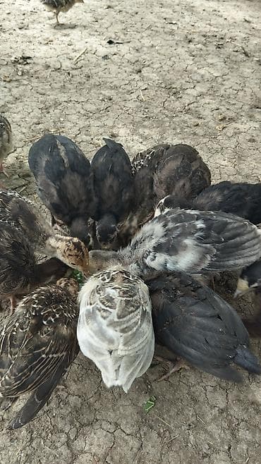 1 aylıq hinduşka balaları satılır 19 ededdi kom satılır təmiz qan — 5