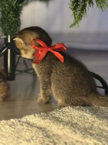 Gəmiricilər: Qızıl şinşilla, Erkək — 3