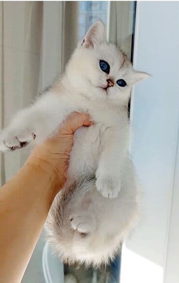 Britan, Erkək, Dişi, Yaxşı əllərə, Ünvandan götürmə