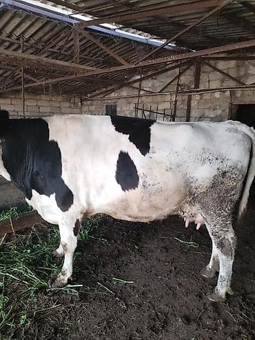 cins ineklerin satisi 2019: Dişi, il: 2, 700 kq, Ətlik, Ünvandan götürmə — 3