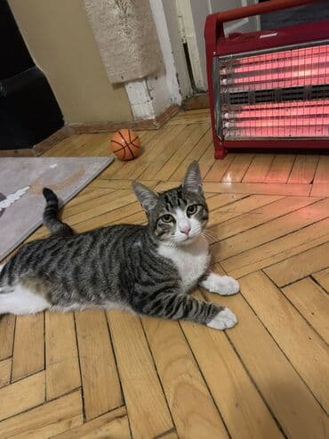 ağ pişiy: Tabbi, Yaxşı əllərə — 1