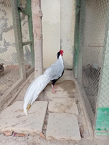 Gümüş qırqovulun yumurtaları satılır