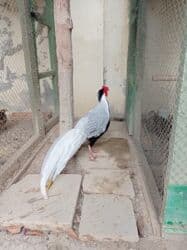 arpa toxumu satışı: Qızılı və gümüşü qırqovul bu ilki balaları satılır. Qızılı cüt 150 — 3