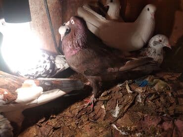 alabaxta quşu: Məhsul: Ev göyərçinləri – müxtəlif rəng və naxışlarda Təsvir: - — 1