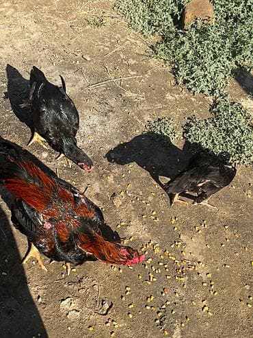 heleb kecileri satilir: Heyratılar satılır qiymet razılaşma yolu ilə — 9