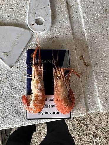 Digər heyvanlar: Çay krevetkası təmiz seçmə mal
Fərqli qiymətə yalnız topdan satış — 3