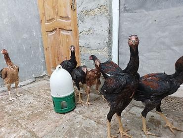 ev itleri satisi: Toyuq cücələri, Damazlıq — 3