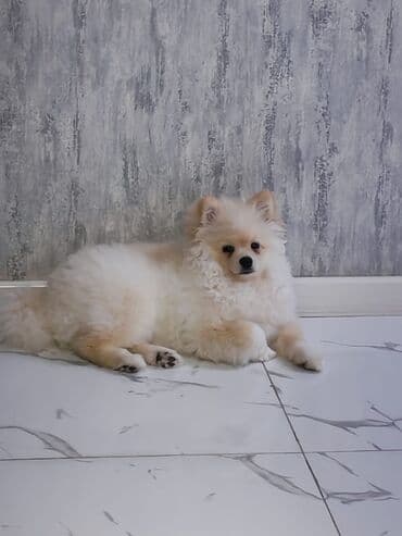 ən gözəl it adları: Şpitz, 5 ay, Dişi, Peyvəndli — 2