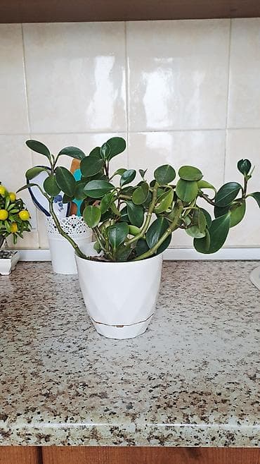 yarpaq: Otaq bitkisi – Peperomiya (Peperomia obtusifolia, “Baby Rubber — 2
