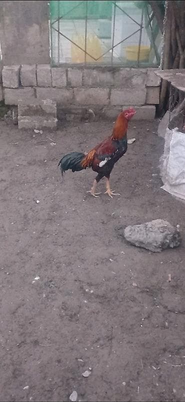 Yemlər: Heyratı beçə satılır təzə təzə aylır viddi hündür beçədi. - Növ — 5