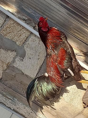 menali it adlari: Xoruz, Heyratı, il: <1, Ünvandan götürmə, Ödənişli çatdırılma — 6