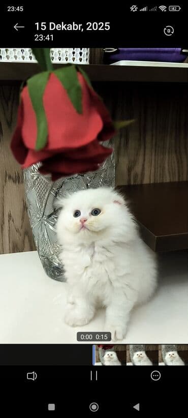 pişiy çantası: Dişi — 3