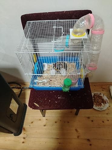 ev iti pudel: Hamster. 4 eded ağ renk qefesle birlikde satlir qewenkdiler — 3