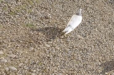 Pakistan sortu satılır ünvan biləsuvar