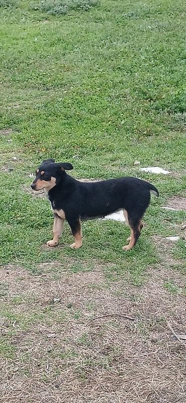 zvonok itler: 8 ay, Dişi, Peyvəndli, Ödənişli çatdırılma — 1