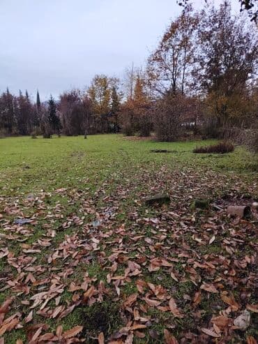 аренда земельных участков сельскохозяйственного назначения: Kənd təsərrüfatı — 7