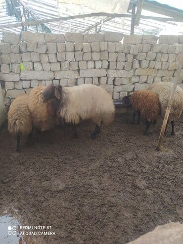 qoyun sortları: 5 dənə Qala qoçları satılır damazlıq üçün superdi 3 ü ana qoçdu 2 si — 7