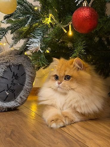 rus pisik adlari: Qızıl şinşilla, Dişi — 5