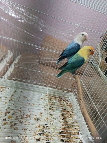 jako tutuquşunun digər adı: Cüt fişer satılır bala veren quşlardı qiymeti cütü 430 m — 1