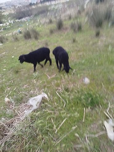 bala itlerin satisi: Qara rəngli quzular – 2 baş - Növ: Qoyun/quzu - Rəng: tam qara - Say — 3