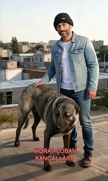 Kanqal, 2 ay, Erkek, Peyvəndli, Ödənişli çatdırılma