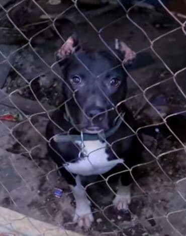 itləri: Pitbul, 1 il, Erkek, Peyvəndli — 4