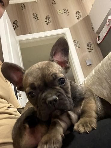 qax heyvan: Fransız buldoq balaları - Cins: Fransız buldoq - Rəng: tünd — 3