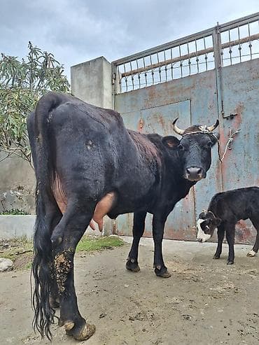 Гуси: 15 litir süd verir 2 qarına doğub 10 gündü doğub balası dişdi — 2