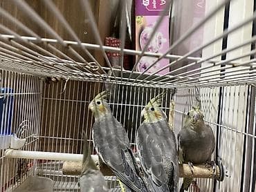 pitbull satisi: Salam Korella tutuquşuları satılır Baladılar hardasa 3-4 aylığdılar öz — 6
