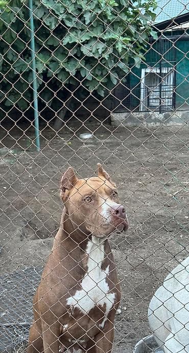 pitbul: Pitbul, 3 il, Dişi — 2