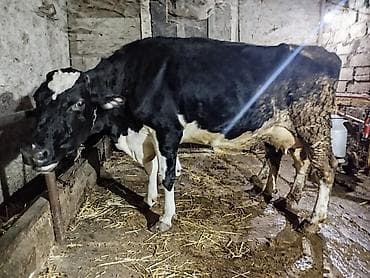 en cox sud veren inekler: 30-35 Litr süd verir. 2 qarın doğub. Satma səbəbim keçi almaqdır. KEÇİ — 3