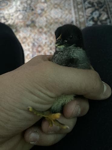 Salam 1-i. 12 azn dir. Sort cücədi