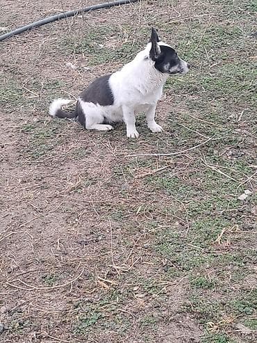 it haski: İki rəngli (qara-ağ) kiçik ölçülü it - Cins tipajı: tərtibli bədən — 4