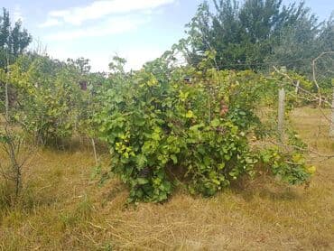 dübəndi torpaq: 23 sot, Tikinti, Makler, Kupça (Çıxarış) — 16