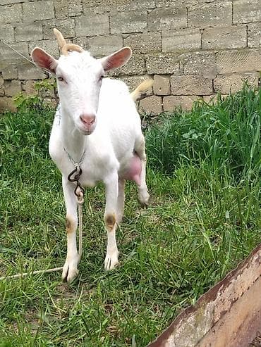 keçi satılır: Salam. Keçi Ailəsi satılır ana ata 1 dişi bala.Cavan heyvanlardır 1 ci — 1