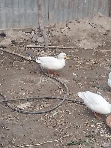 mal qara qusar: Məhsul: Ördəklər (ağ və rəngarəng) Təsvir: - Həyətyanı şəraitdə — 6