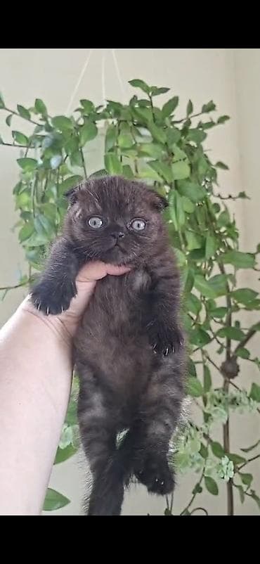 coban iti satisi: Dişi — 1