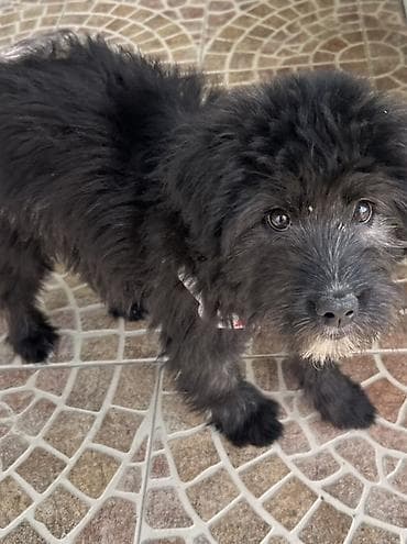 4 ay, Dişi, Peyvəndli lalafo.az -da 4 ay, Dişi, Peyvəndli