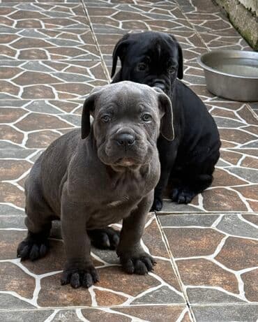 Собаки: Кане-корсо — 25