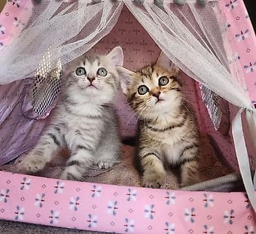 Кошки: Шиншилла, Самка, Самовывоз — 1