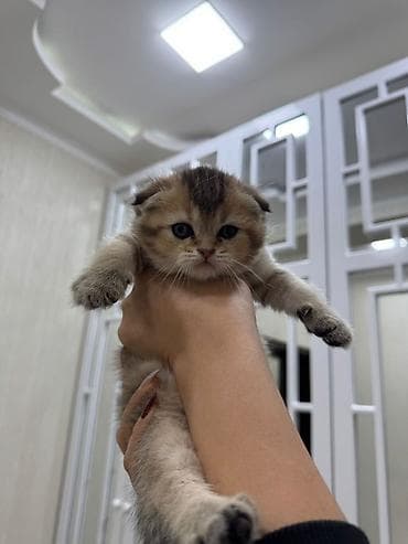 Şotland yastı qulaq